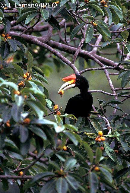 Rhinoceros Hornbill l21-3-010.jpg